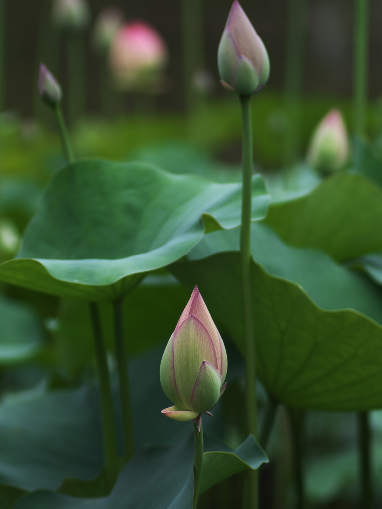 蕾たち