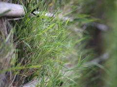 生け垣の緑（開放）