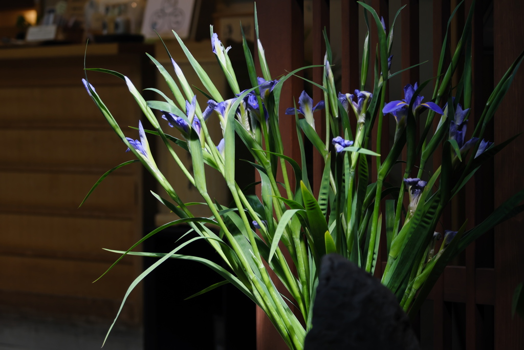 いずれ菖蒲か杜若