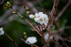 9月の桜