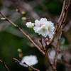 9月の桜