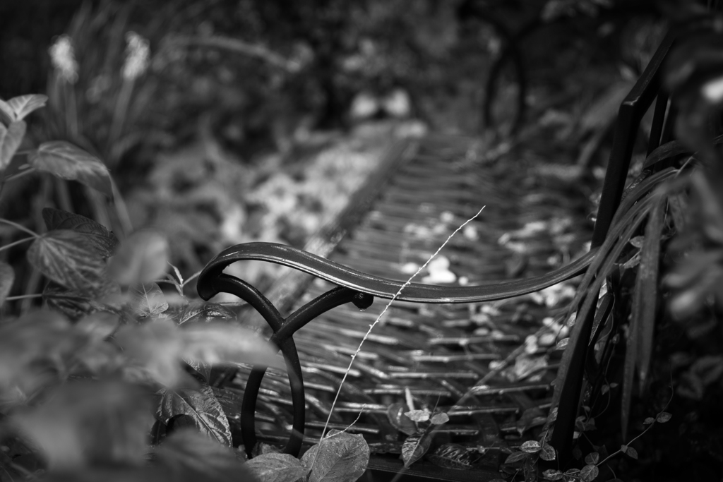 Bench in the rain