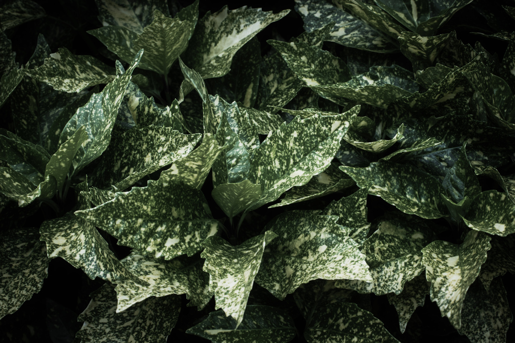leaves