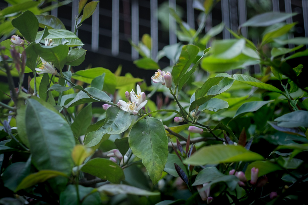 檸檬の花