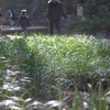 散策路