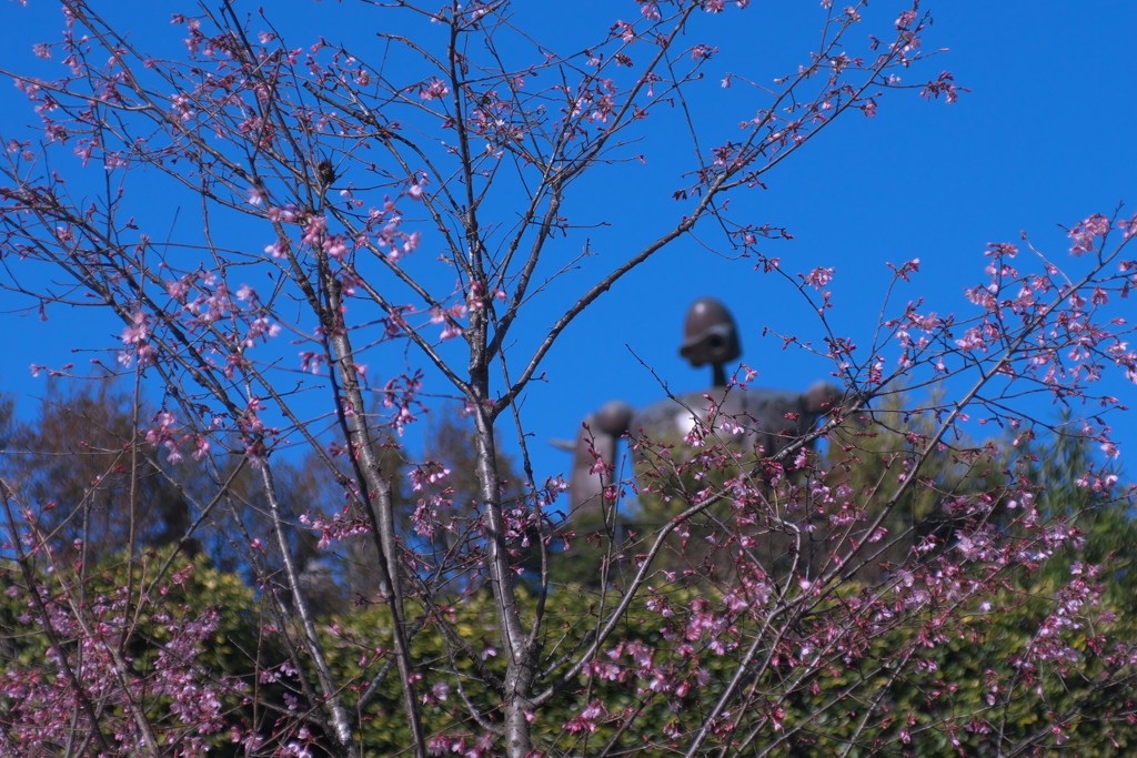 ロボットが見つめる桜