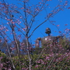 ロボットが見つめる桜