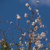 十月桜