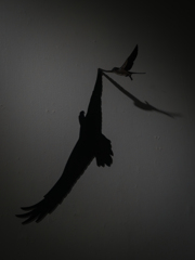 Eagle's hearts