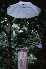 umbrella