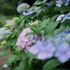 紫陽花