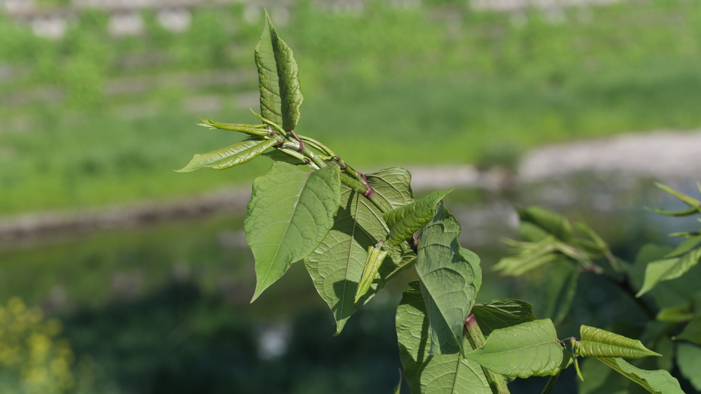 虎杖