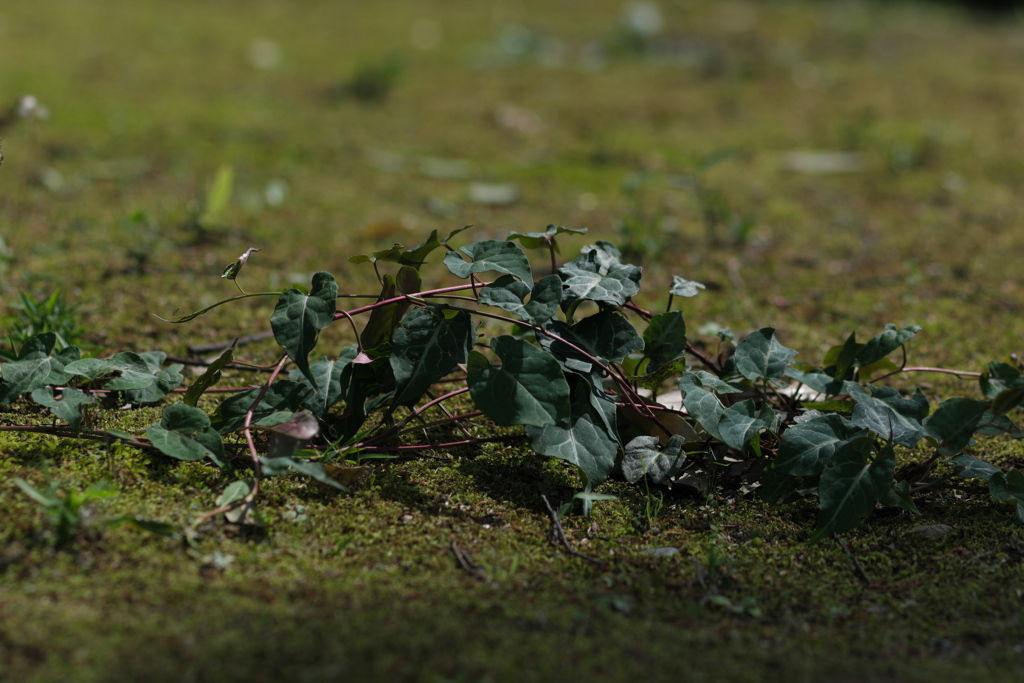 緑の上の緑