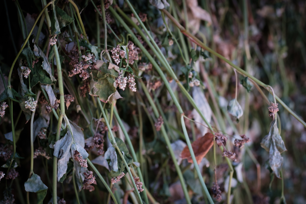 Dried flower