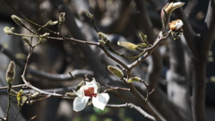 うぶ毛から花へ