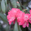 石楠花