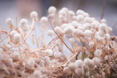 Dried flower