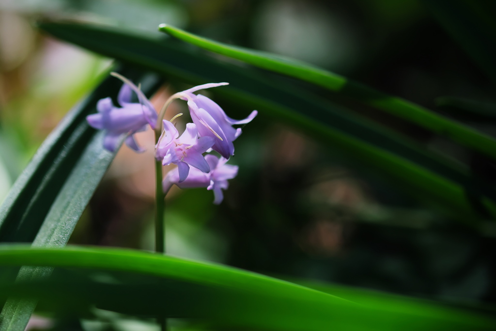 小さな花