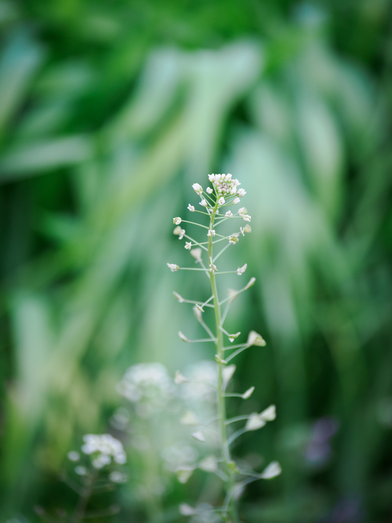 ペンペン草