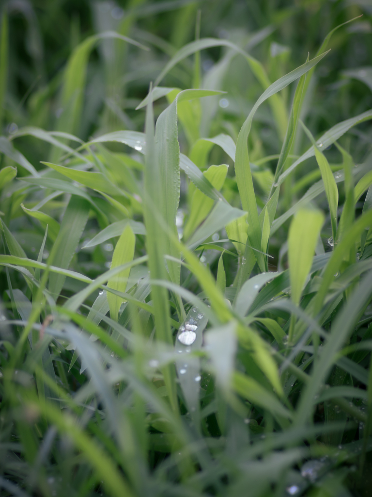 雨露