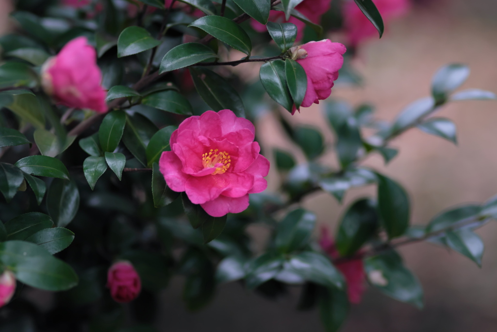 山茶花