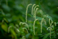 野の花