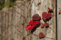 蔦の紅葉