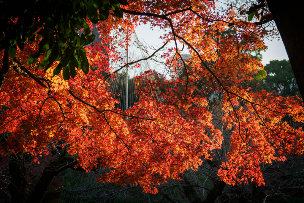 紅葉
