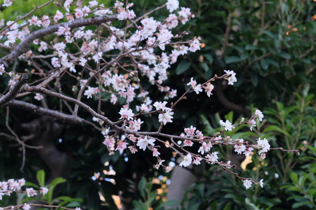 桜　ですよね