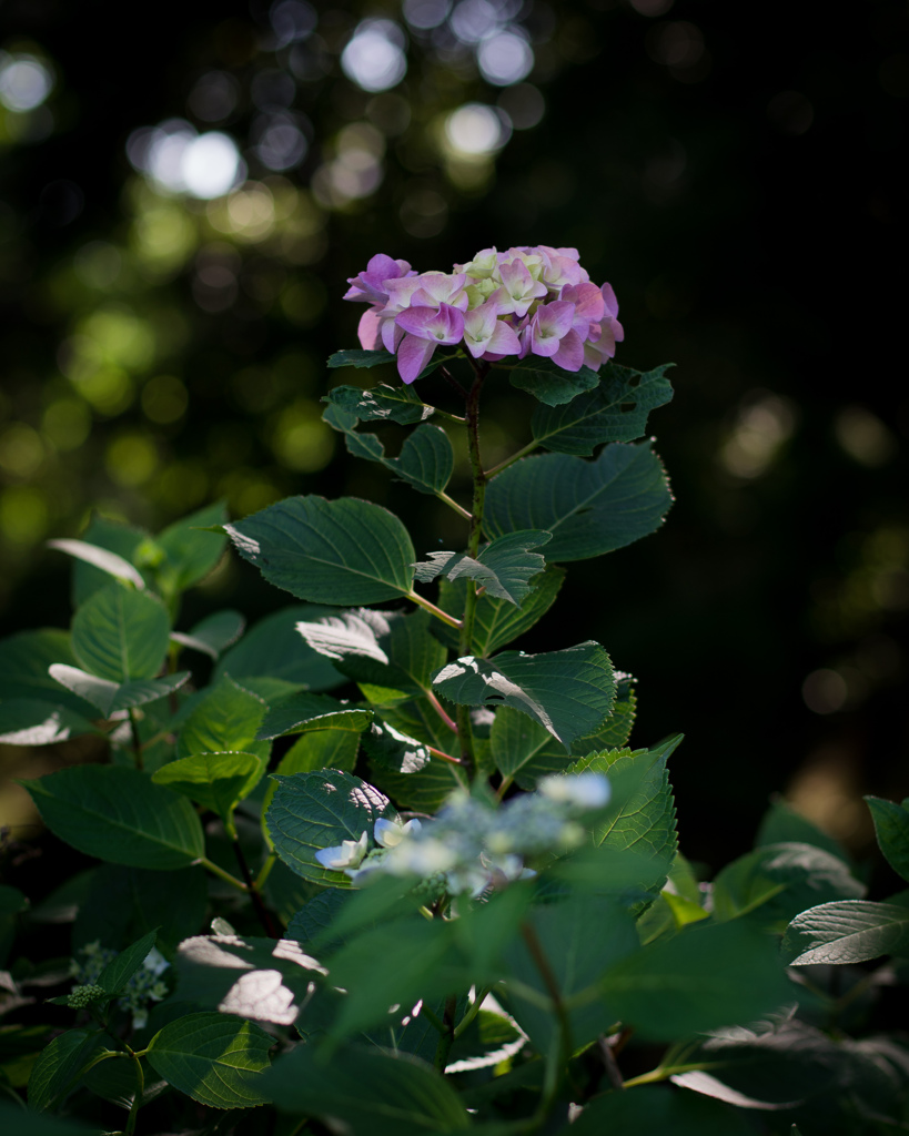 紫陽花