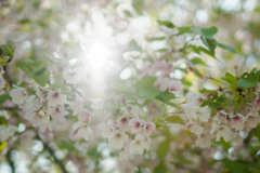 大島桜