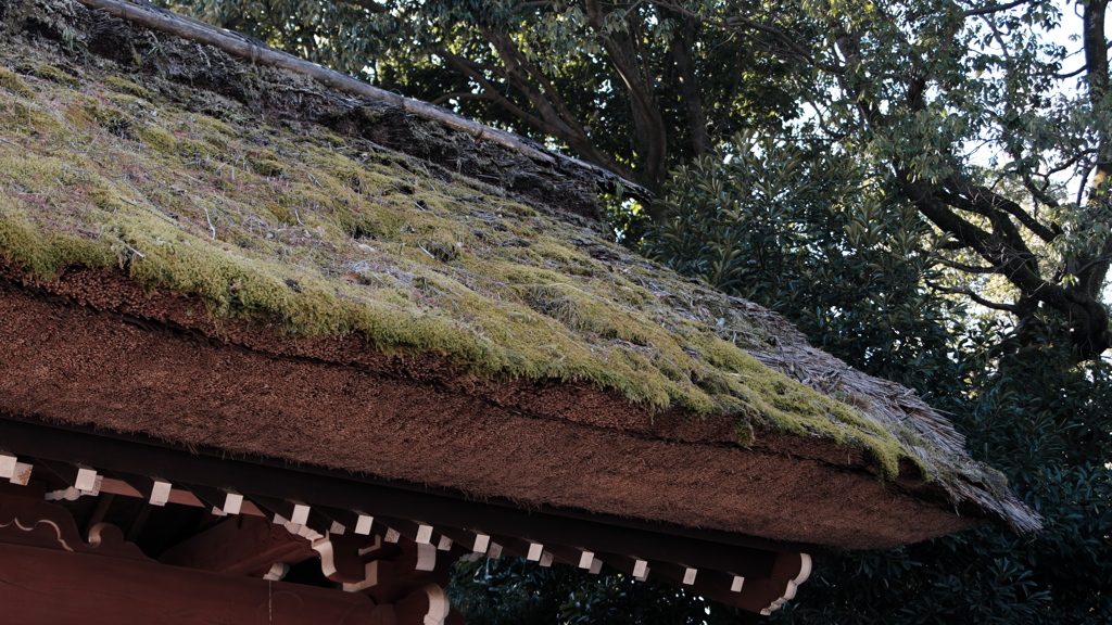 苔むした屋根