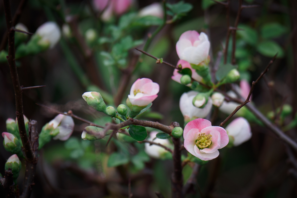 木瓜