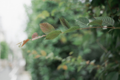 leaves