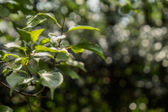 leaves
