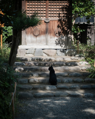 お参り猫