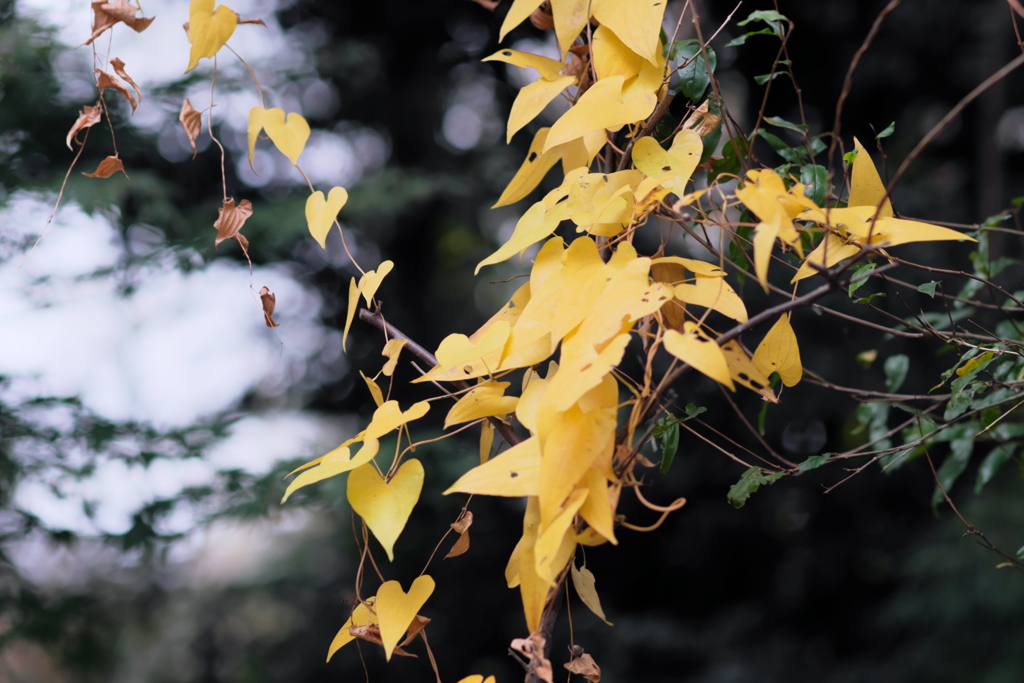 黄葉