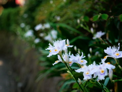 春の散歩-花3