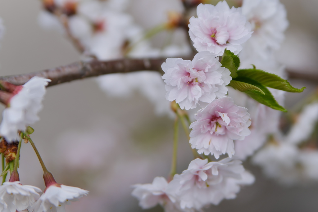 室寒桜