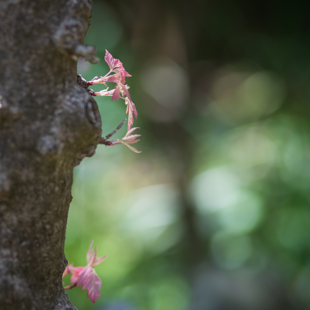 芽吹く