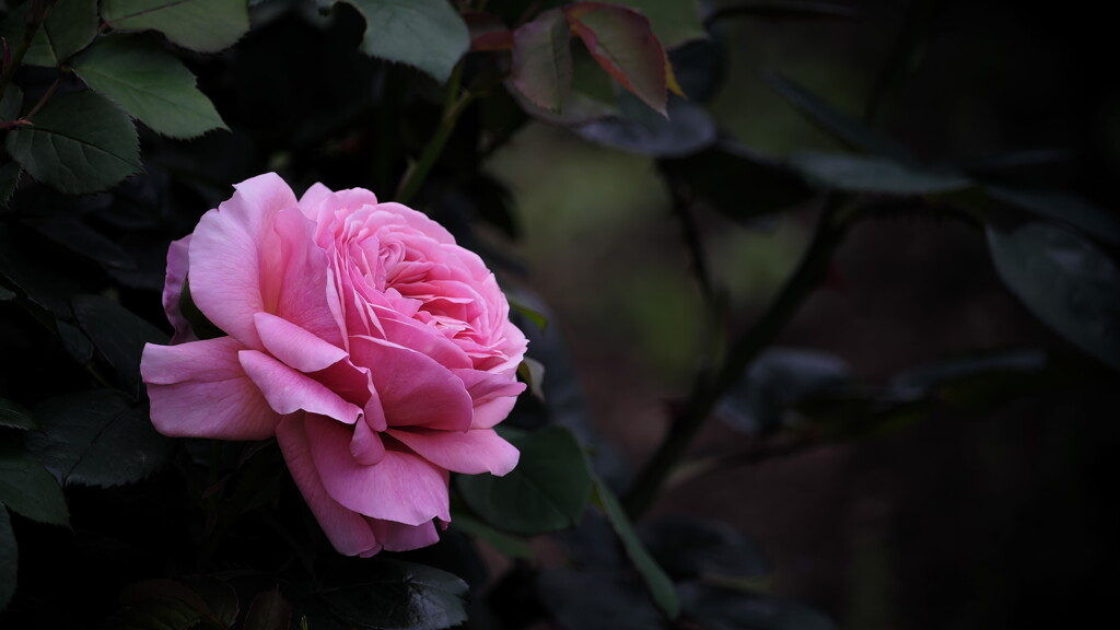 一人咲く薔薇