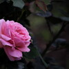 一人咲く薔薇