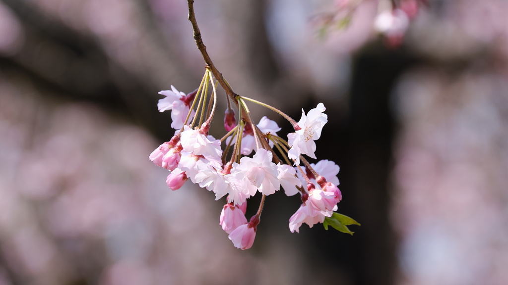 民家園の枝垂桜