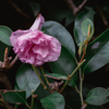 落花
