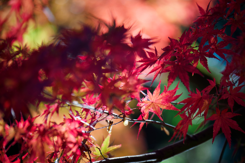 紅葉