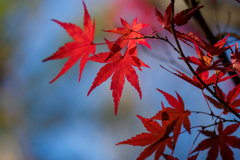 momiji