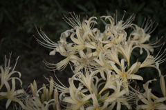 曼珠沙華