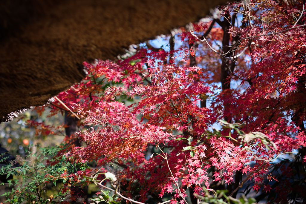 紅葉