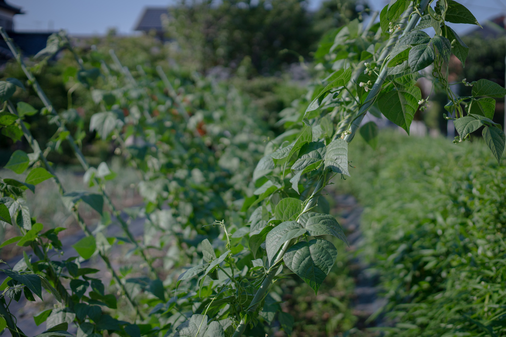 野菜の時間