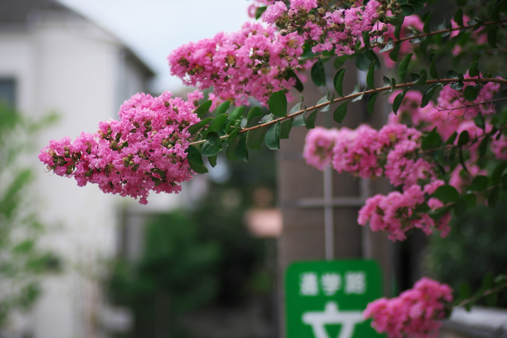 通学路